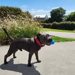 Mack Jenkinson of Bluejigg 🐾 - @mack.thebluestaffy - Instagram