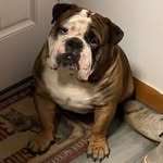 Mack Conner - @mack_daddy_the_bulldog - Instagram
