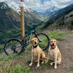 Mack & Cooper - @colorado_lab_adventures - Instagram