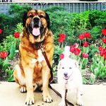 Mack & Cooper - @muttsofoc - Instagram