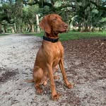 Mack the Vizsla - @mackcrowleyy - Instagram