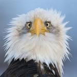 Mackcrown - @hairless_mackcrown - Instagram