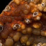 Macro photography - @mack_crow - Instagram