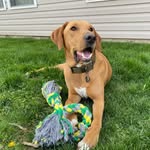 Mack Curry - @mackthedoggie - Instagram