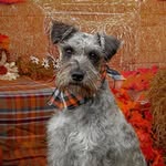 Mack Douglas - @mack.theminischnauzer - Instagram