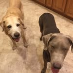 Mack, Duke, & smoky - @mack.duke.smoky - Instagram