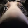 Mack Garrison - @awolxd - TikTok