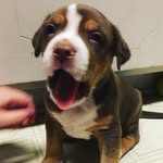 Mack - @mack.goodboy - Instagram
