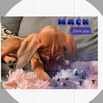 mack🐾 - @mack.goodhue - Instagram