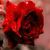Harrisonmack38338 - @harrisonmack38383 - TikTok