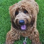 🐾Mack McGee🐾 - @maniac.mack.mcgee - Instagram