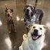 Marcie-n-Mack Pet Salon &amp; Self Wash - Facebook