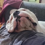 mack tyson - @makito_elbulldoghermoso - Instagram