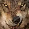 mackwolf05 - @mackwolf05 - TikTok