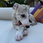 Archie - @archermackenziethewhippet - Instagram