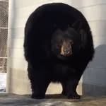Mackenzie Archer - @jigglejongle69 - Instagram