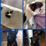 Mackenzie Archer - @chewy.phobe.zues.asha - Instagram