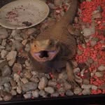Mackenzie Ball - @kenz._.animals - Instagram