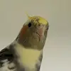 Mackenzie the bird - @mackenziethetiel - TikTok