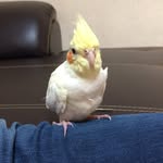 Mackenzie Shen Chang - @macksc987 - Instagram