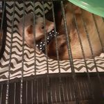 Mackenzie Chase - @pepperflakes12 - Instagram
