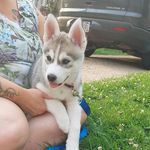 Mackenzie Chase - @iristhehusky1 - Instagram