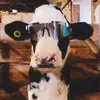 Mackenzie Conley - @penny.conley3 - TikTok
