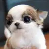 mackenziecorcoran - @mackenziecorcoran0 - TikTok