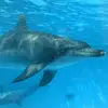 Dolphinlovers2016@lms   - @mackenzie.culp - TikTok