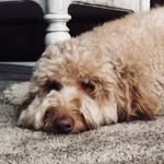 Mackenzie Devries - @comet_the_reinder - Instagram