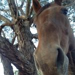 Mackenzie•Downing - @m.d_equestrian._ - Instagram