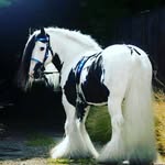 Horselover13 - @dugan_mackenzie - Instagram