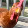 Kenzie💗 - @mackenzie.gray0 - TikTok