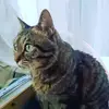 MackenzieHendrix - @sinceokfmbi - TikTok