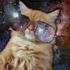 #🦄Unicorn Cat😺 - @luckymackenzie - TikTok