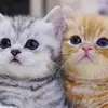 Ming - @sheldonmackenzie - TikTok
