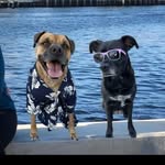 Macy and Miles - @adventuresofmacyandmiles - Instagram