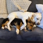 Macy and Miles - @macy_and_miles - Instagram