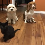 Macy Jax and Porter - @macyjaxandporter - Instagram