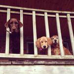 Macy Lexie Riley - @macy_lexie_riley_retrievers - Instagram