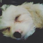 Macy_Riley - @macy_riley_the_dogs - Instagram