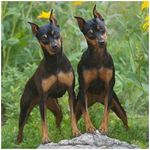 Macy Sharp - @miniature_pinscher_images_ - Instagram
