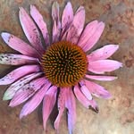 Madalyn Johnson - @swherbshop - Instagram
