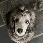 Maddie the Poodle - @maddie_the_silver_poodle - Instagram