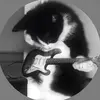 Maddie Simpson - @maddiesimpson52 - TikTok