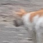 maddie singleton - @bruno.the.cat.on.25th - Instagram