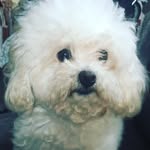 Maddie Sofia - @maddiesofia_girl - Instagram