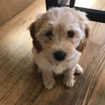 Maddie & Stanley - @maddie_and_stanley - Instagram