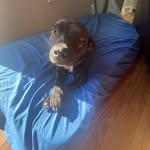 Maddie Suarez - @maddie_the_dogwalker - Instagram