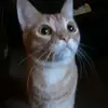 Maddie Suarez - @simbacat1478 - TikTok
